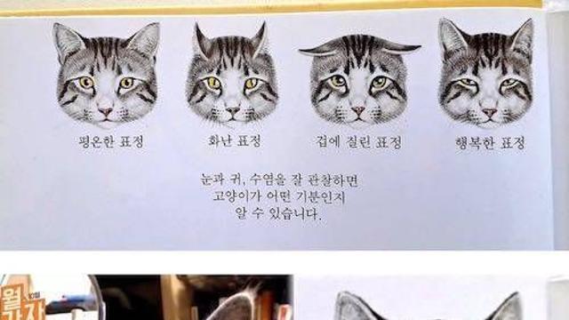 고양이 표정 분석.jpg‥