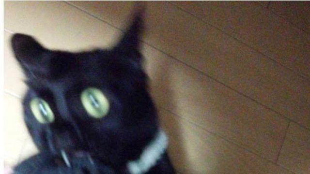 실패한 고양이 사진‥