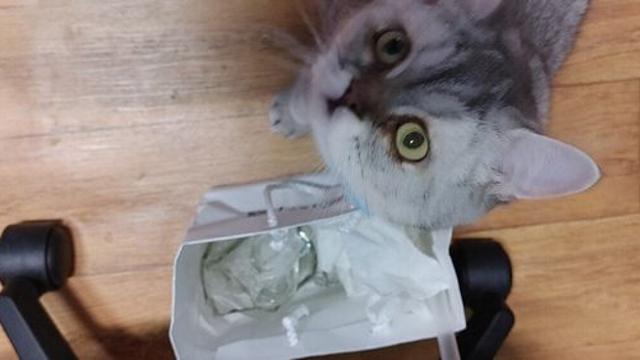 고양이로 할수있는 요리좀 알려줘