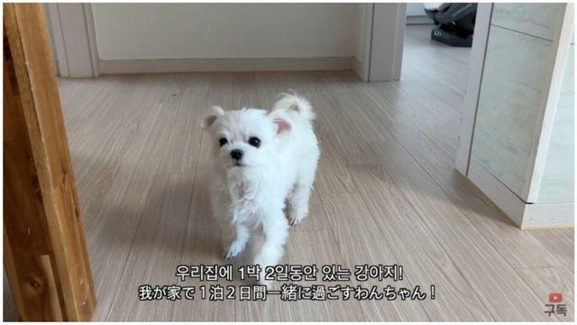 댕댕이 키우는 거 허락하면 밥 주고 산책도 시킨다는 아이…