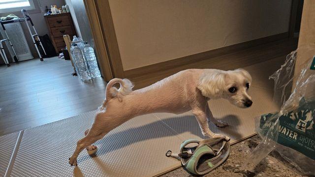 우리집 강아지 기강 잡는 중