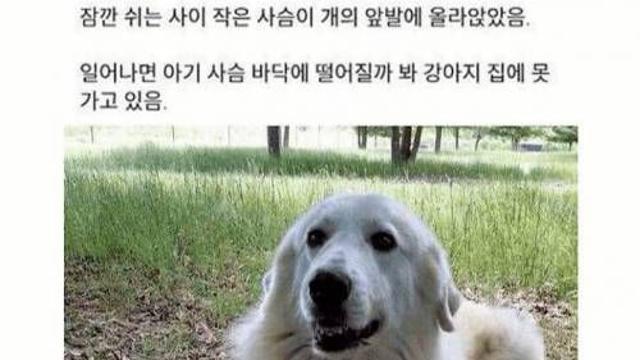 댕댕이가 집에 못가는 이유.jpg,,