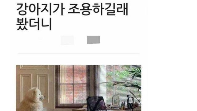 강아지가 조용해서 봤더니