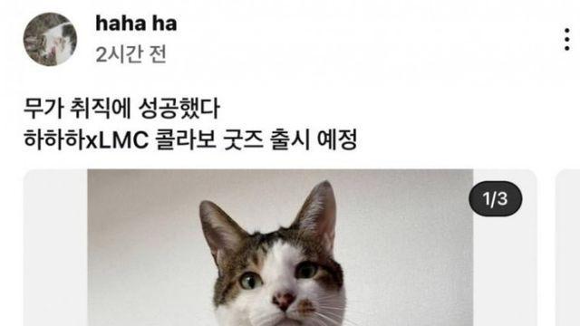 취뽀한 고양이 무