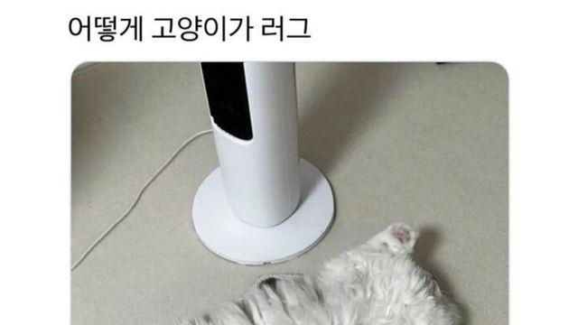 어떻게 고양이가 러그