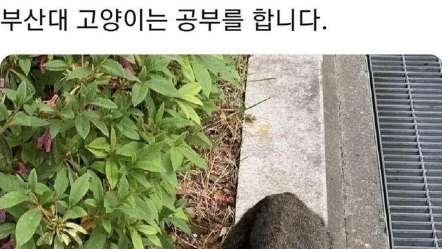 대학별 고양이 특징.jpg