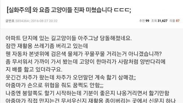 최근 길냥냥이들 당돌해졌네요