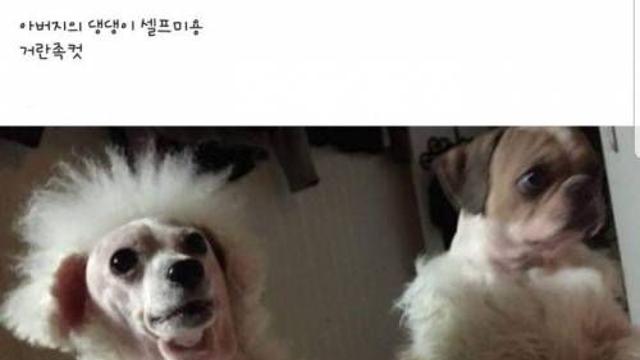 아버지의 댕댕이 셀프미용.jpg‥