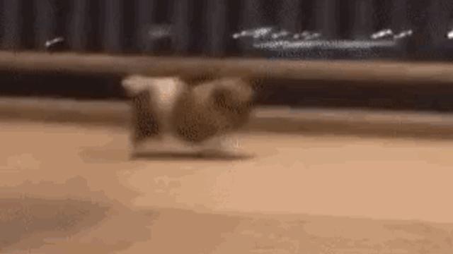 빠르게 뛰어가는 댕댕이.gif‥