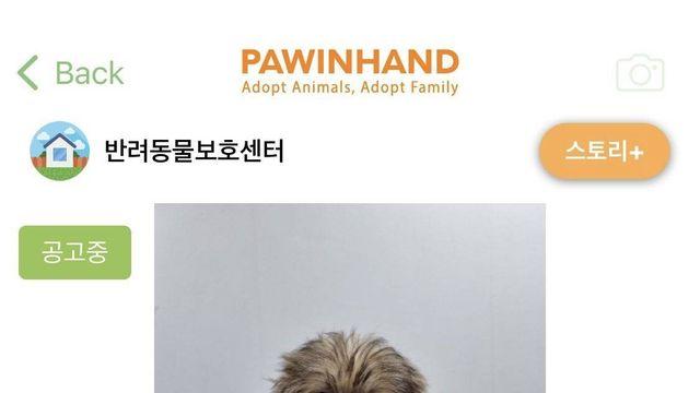 보호소에 들어온 츄바카 아기강아지⋯!