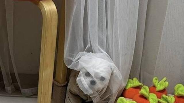 숨바꼭질중 잘 숨어서 뿌듯한 강아지ㅋㅋ!?