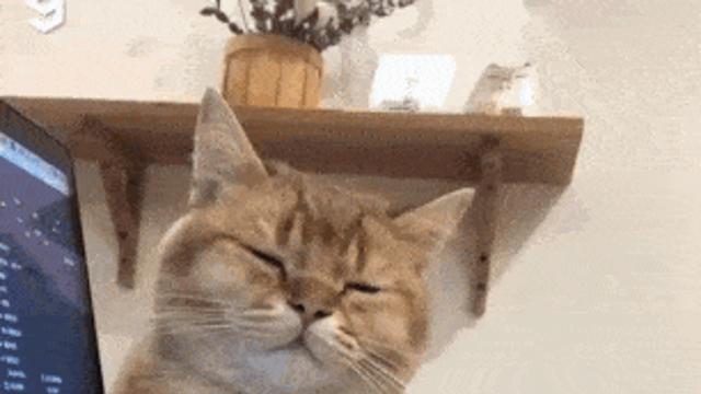 집사 일하는거 기다리던 고양이 결국.gif‥