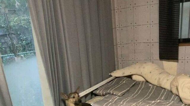 뭔가를 저지른 댕댕이,,