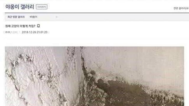 고양이 주워서 안락삶시키고 냥갤에 자랑한 디씨인,,