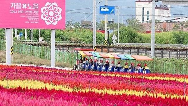 형형색색 가을꽃에 푸짐한 음식, 흥겨운 음악…전국은 축제 물결