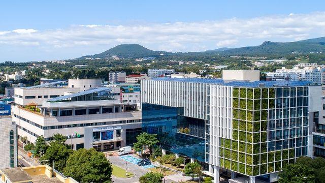 서귀포시, 덜 익은 감귤 올해도 따지 말게 마씸