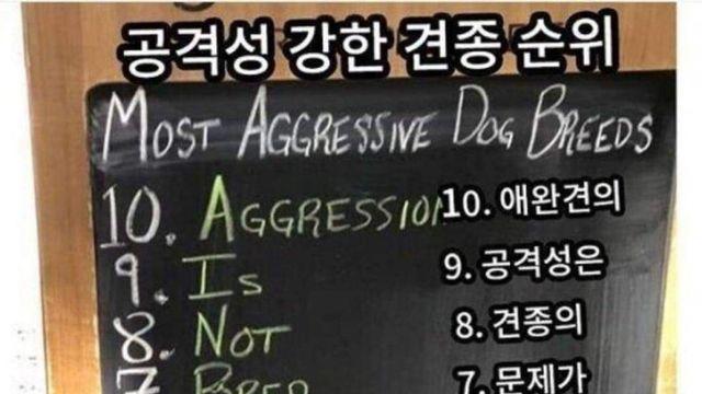 공격성 강한 견종 순위