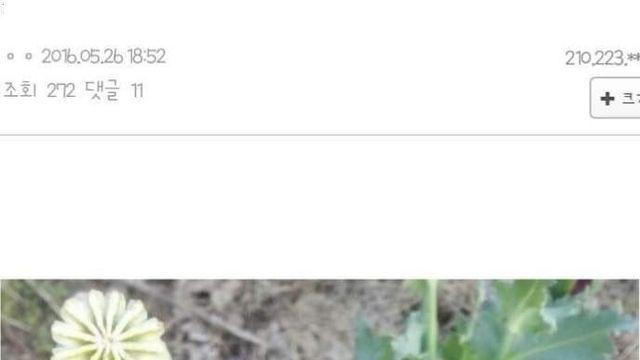여자에게 꽃을 선물한 디시인.