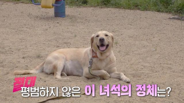 TV동물농장 24일 방송시간 변경…HOT도그 로이·뿌엉이 정체·의문의 꽃사슴 소개