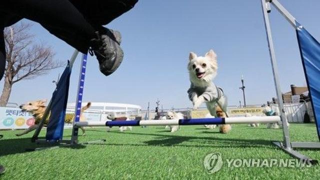 반려동물 외이염·아토피 진료 때 10 부가세 면제