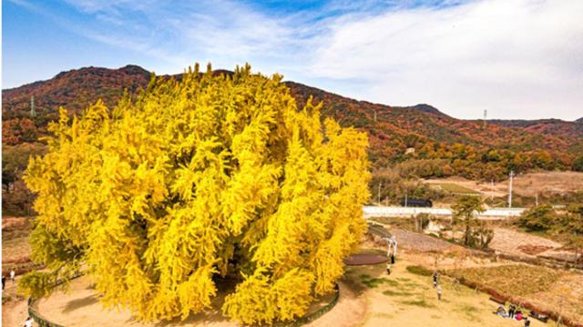 기상청, 10월중순 기온뚝 날씨예보 2023단풍절정시기 한라산 단풍시작날짜