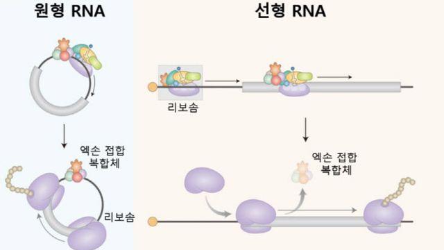 카이스트 김윤기 교수팀, 세포 내 새로운 단백질 합성 과정 규명
