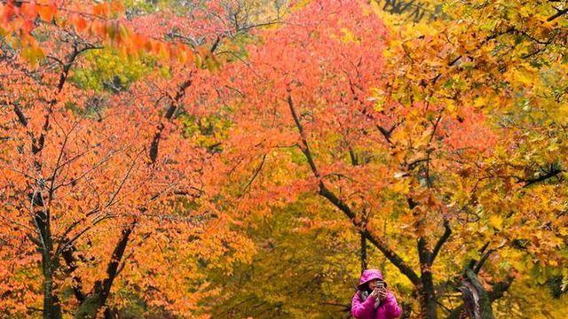단풍놀이 가요 주말 날씨 맑음…교통 혼잡 예상