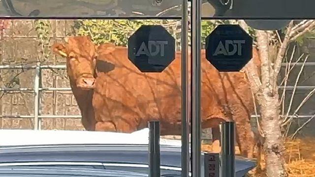 소 럼피스킨병 55건으로 늘었다…오늘만 3건 추가 확진