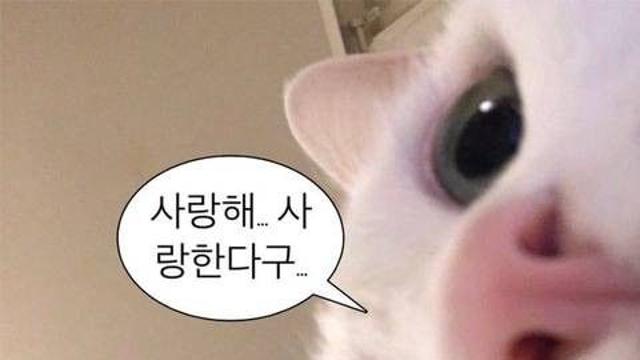 짝사랑 짤.jpg!?