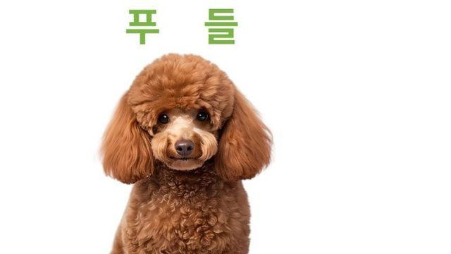 유독 사람을 너무 사랑하는 견종