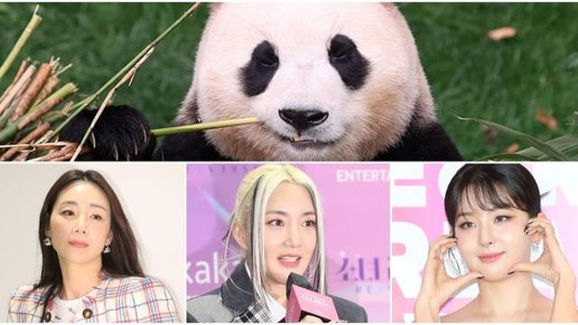 푸바오와 이별하며 눈물 터진 강철원 사육사… 연예인들도 함께 눈물