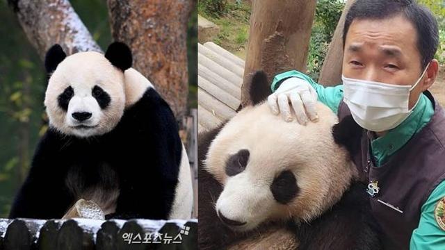 푸바오 진짜 안녕…강철원 사육사 