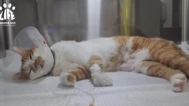 신고 수백건인데 원인 못 밝힌 고양이 급사…반려인 '전전긍긍'