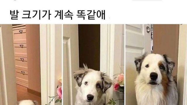 발만 보면 강아지 크기를 알 수 없는 이유