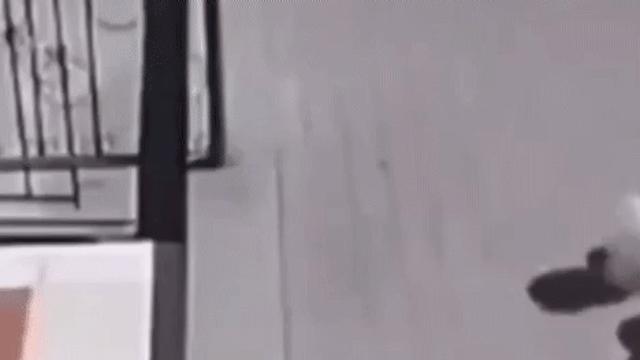 울고있는 여자를 본 강아지의 따뜻한 행동		…