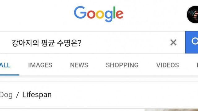 강아지의 평균 수명은		…