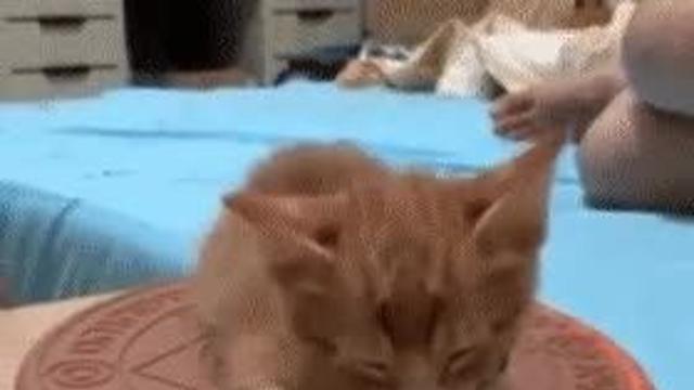 요즘 고양이 특징		…