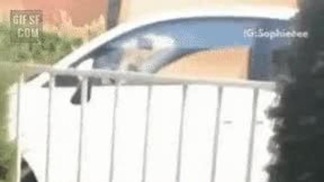 다이어트에 실패한 냥이의 최후		…
