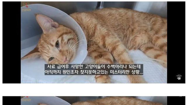 유튜버가 의뢰한 고양이 사료 분석 결과