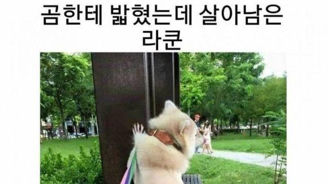 댕댕이한테도 찰떡인 너구리 곰발바닥컷		…