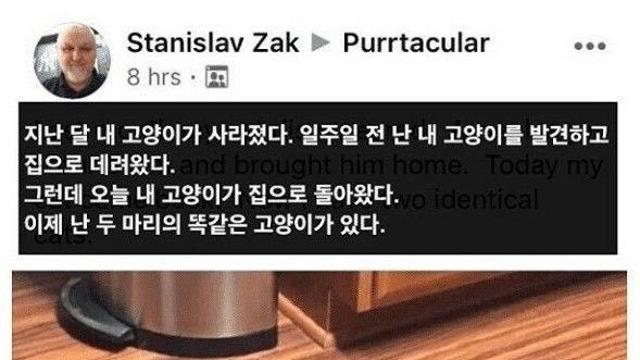 지난 달 내 고양이가 사라졌다...