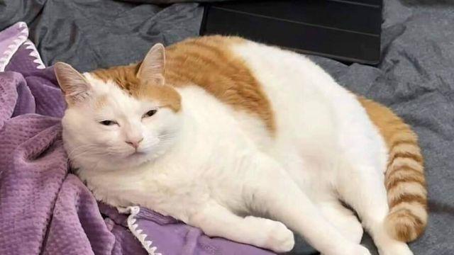 기묘한 고양이 봉제인형.JPG