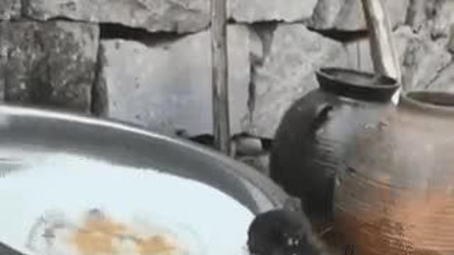 물마시는 아기 고양이		…