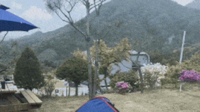 태풍이 아니라 강아지		…