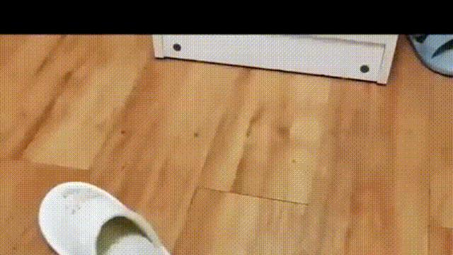댕댕이의 아지트..