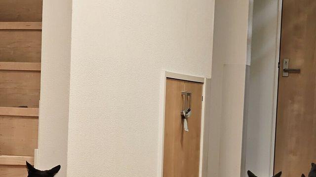 검은고양이특.jpg