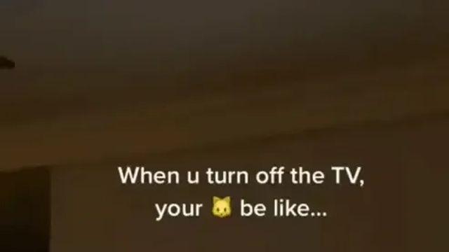 고양이가 보던 TV를 꺼봤다.gif