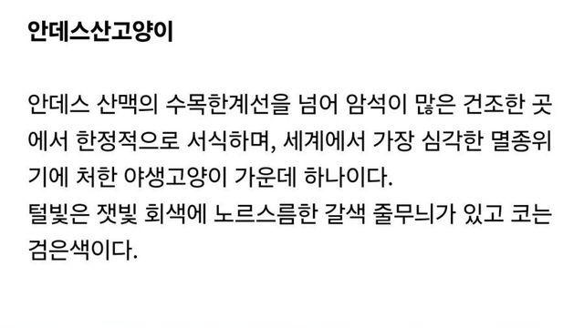 2천여마리 밖에 안남은 멸종위기 고양이