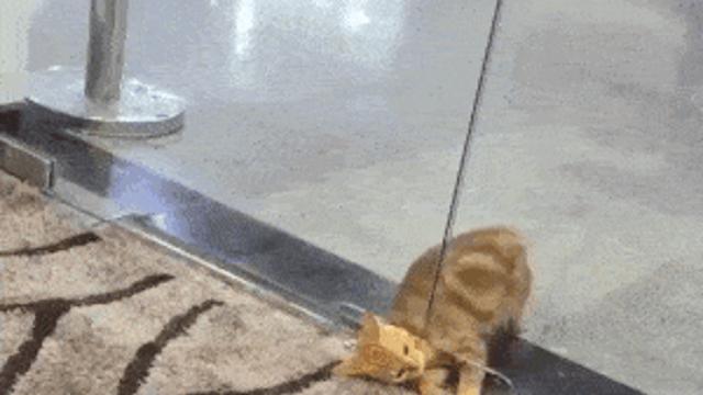냥이 액체설..