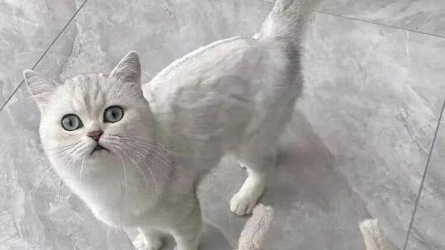 고양이에게 차가운 시선을 받게 해주는 슬리퍼		…